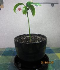 種まきから2ヵ月半経過したマンゴーの木1号